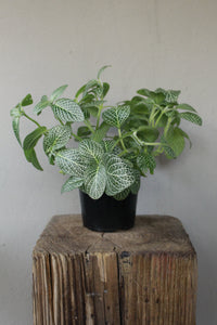 Fittonia Green - Nerve Plant