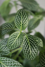 Load image into Gallery viewer, Fittonia Green - Nerve Plant
