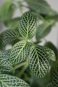 Fittonia Green - Nerve Plant