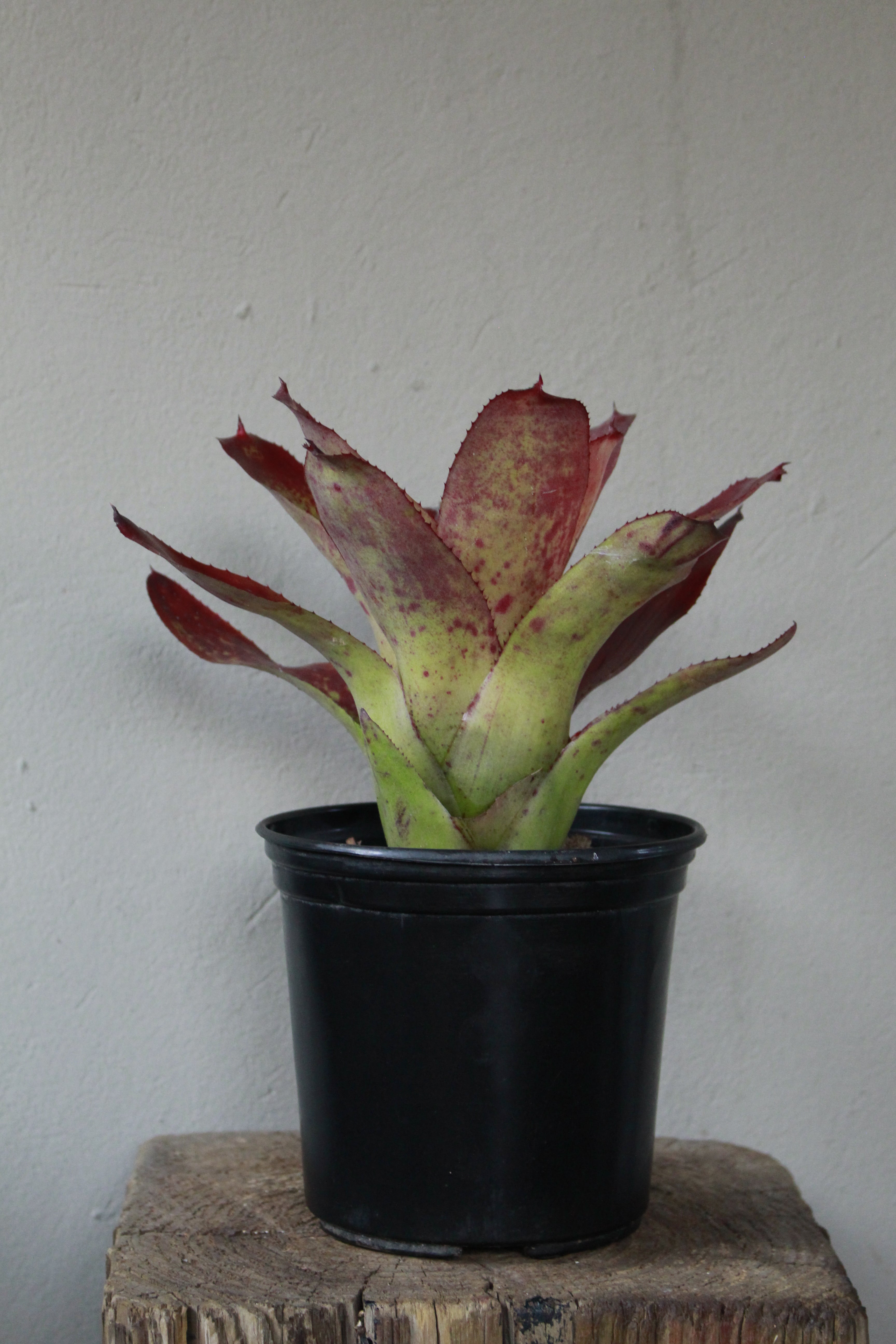 Bromeliad