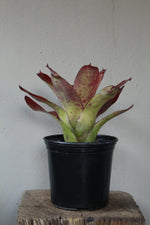 Load image into Gallery viewer, Bromeliad

