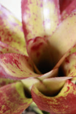 Load image into Gallery viewer, Bromeliad
