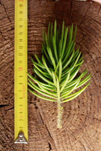 Senecio Barbertonicus Klatt Cutting