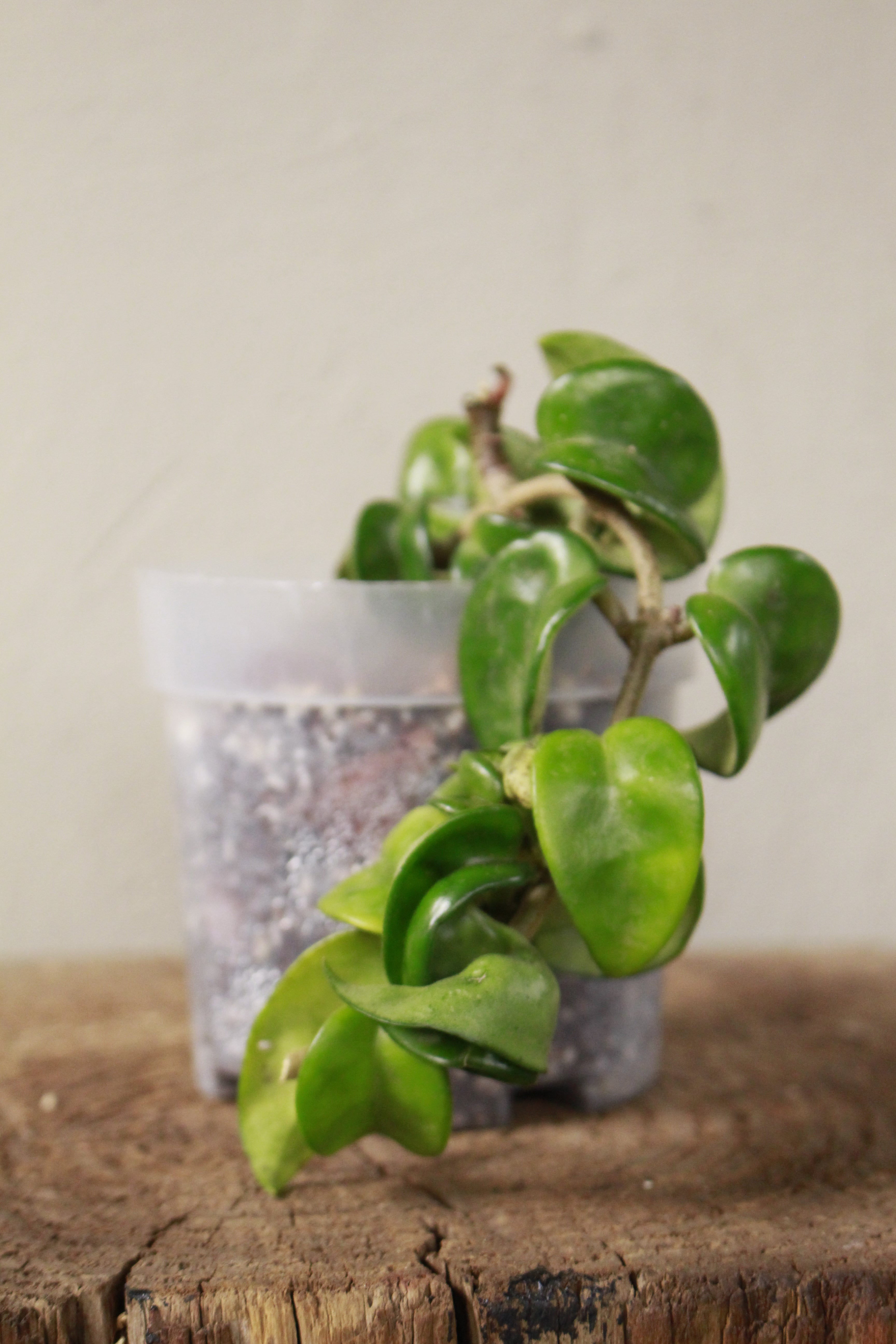 Hoya Carnosa Compacta