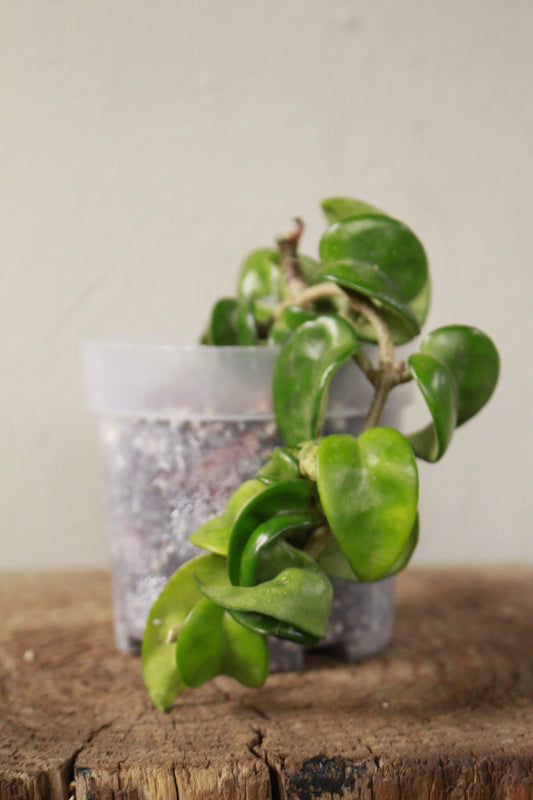 Hoya Carnosa Compacta