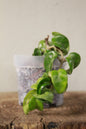 Hoya Carnosa Compacta
