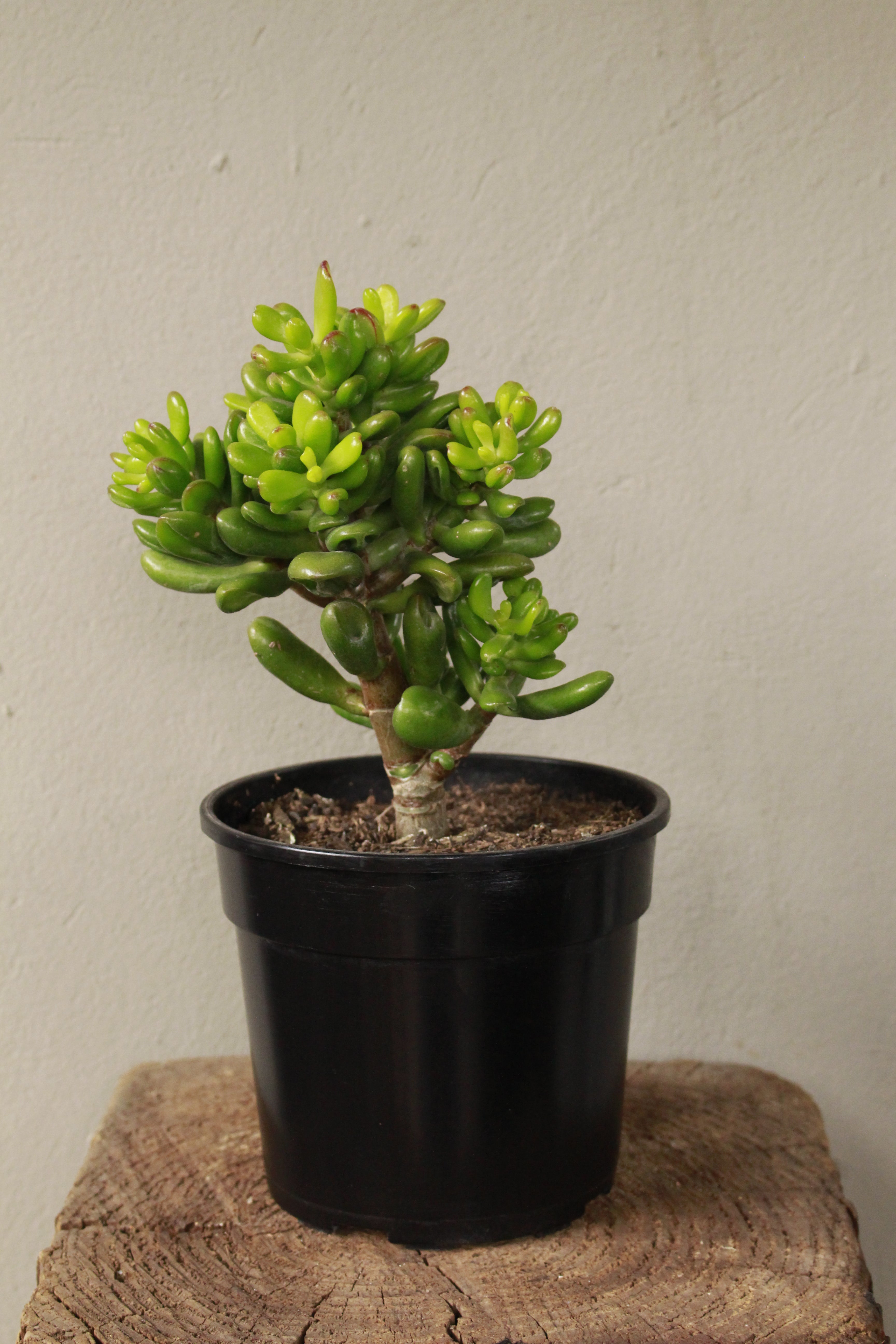 Crassula Ovata Hobbit