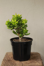 Load image into Gallery viewer, Crassula Ovata Hobbit

