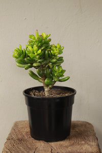 Crassula Ovata Hobbit