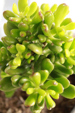 Load image into Gallery viewer, Crassula Ovata Hobbit
