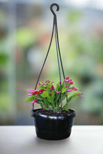 Load image into Gallery viewer, Zygo Cactus
