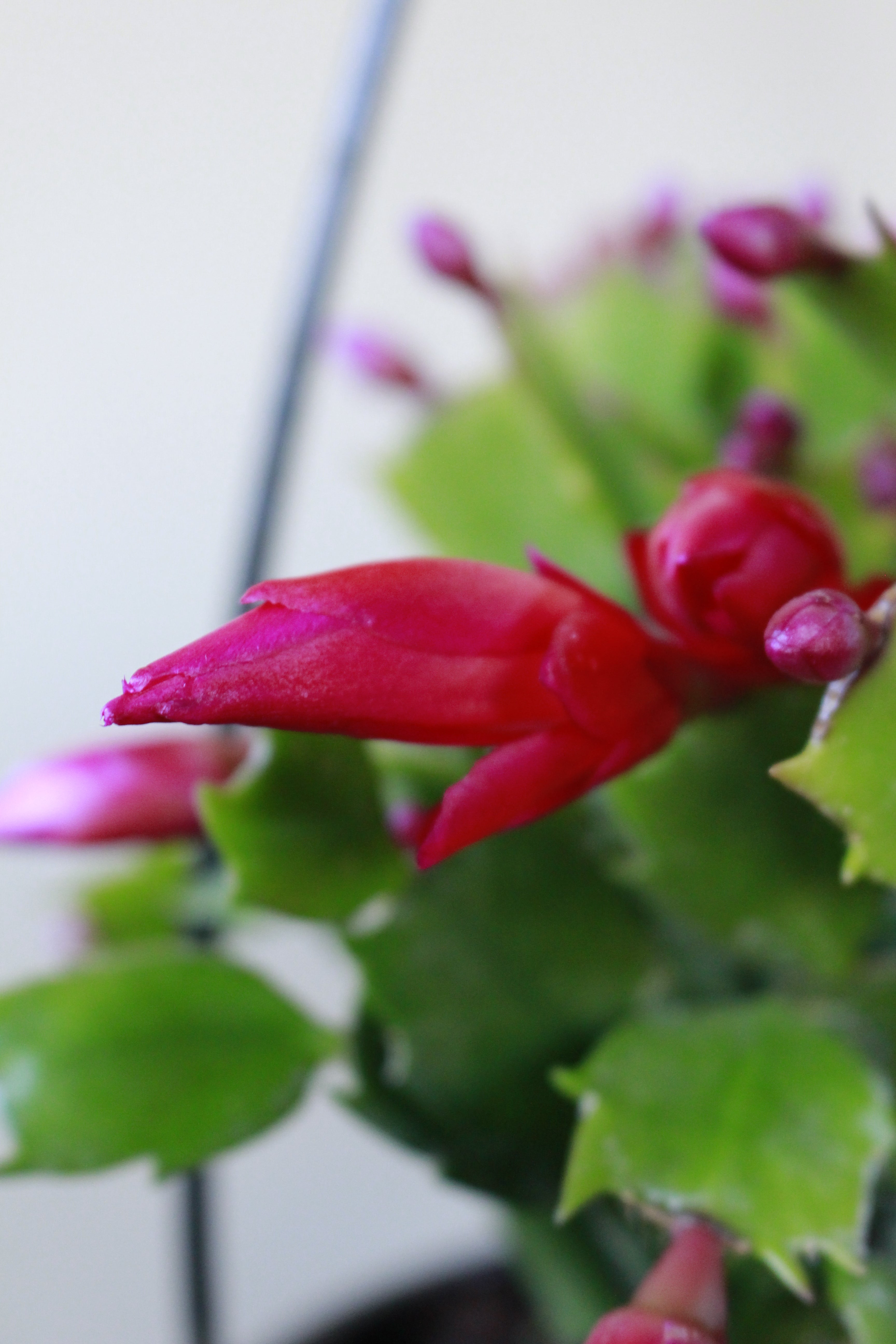 Zygocactus hanging pot
