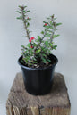 Euphorbia Milii