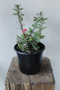 Euphorbia Milii