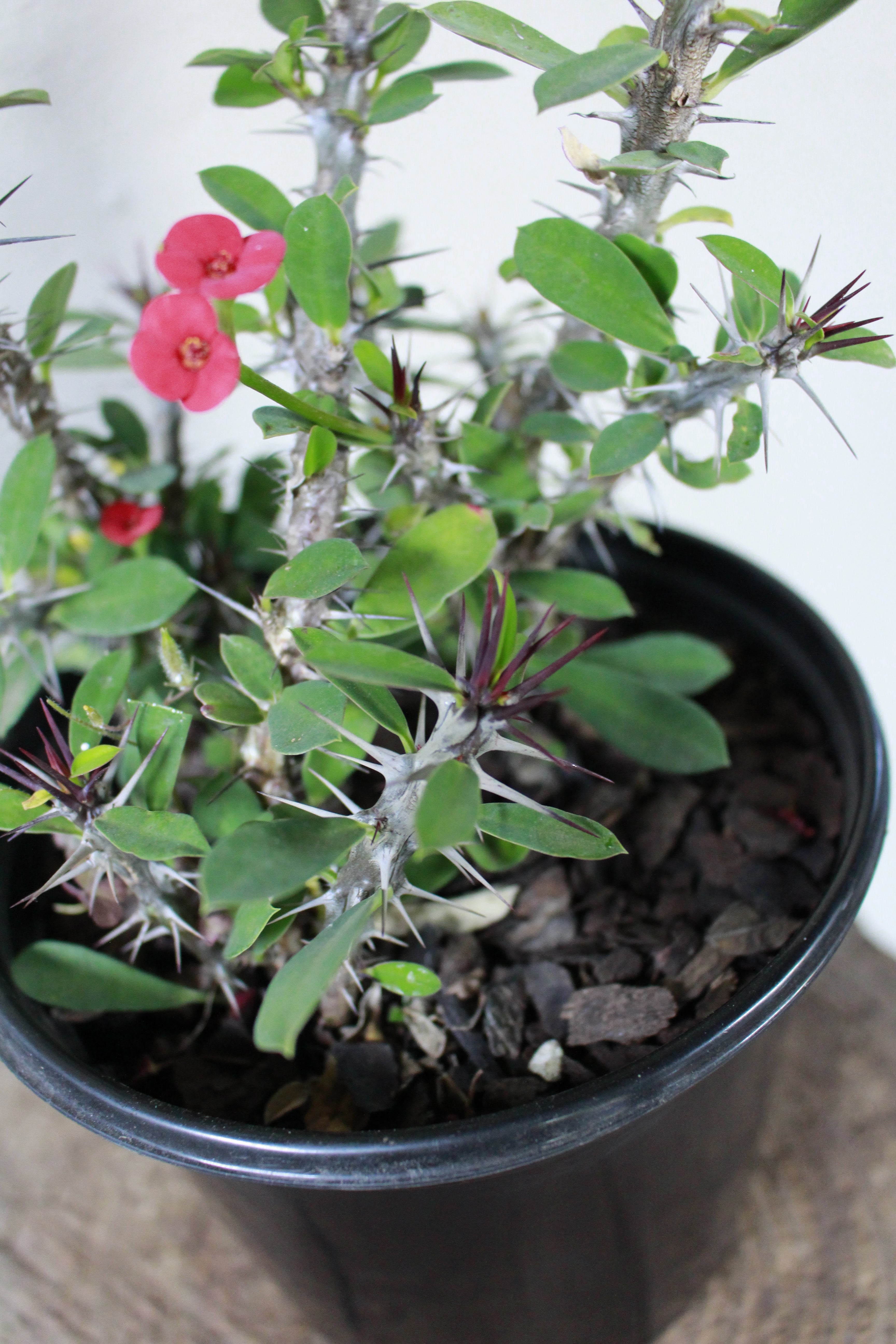 Euphorbia Milii