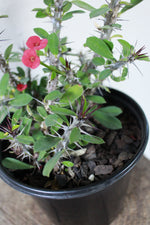 Load image into Gallery viewer, Euphorbia Milii
