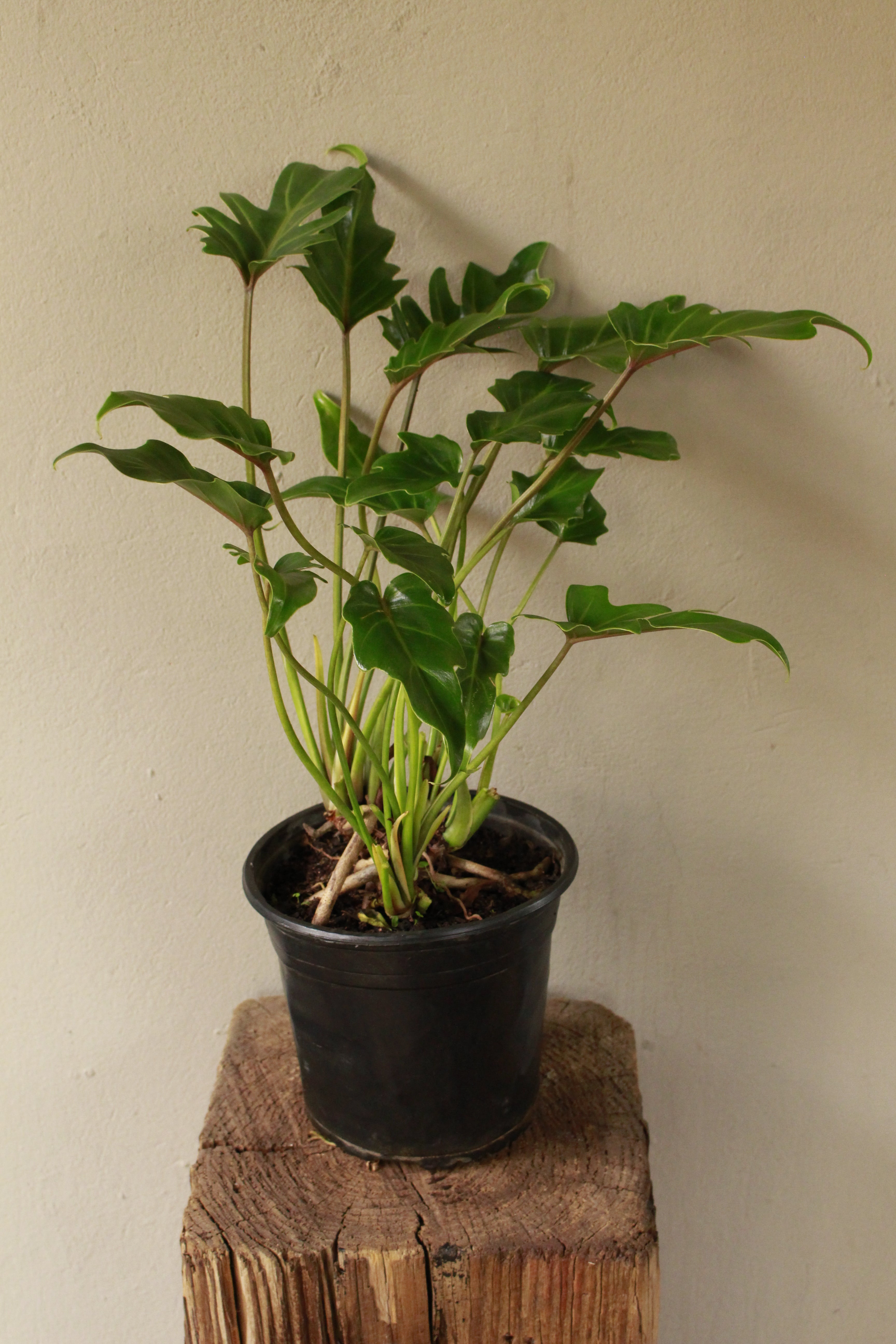 Philodendron Xanadu