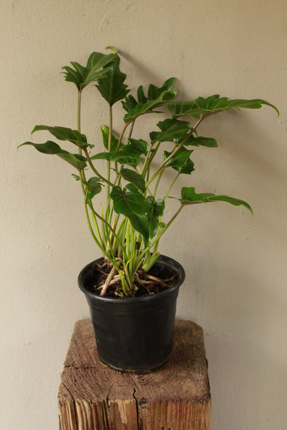 Philodendron Xanadu
