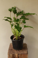 Load image into Gallery viewer, Philodendron Xanadu
