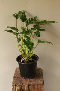 Philodendron Xanadu