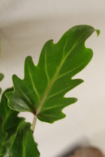 Load image into Gallery viewer, Philodendron Xanadu
