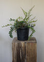 Button Fern