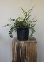 Load image into Gallery viewer, Button Fern

