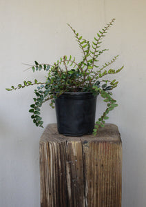 Button Fern
