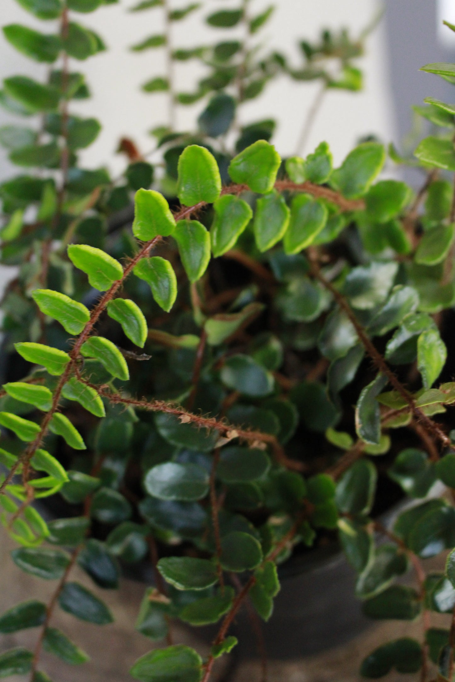 Button Fern