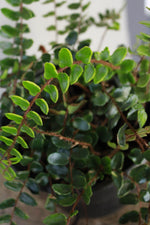 Load image into Gallery viewer, Button Fern
