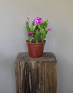 Load image into Gallery viewer, Zygocactus
