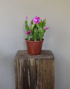 Zygocactus
