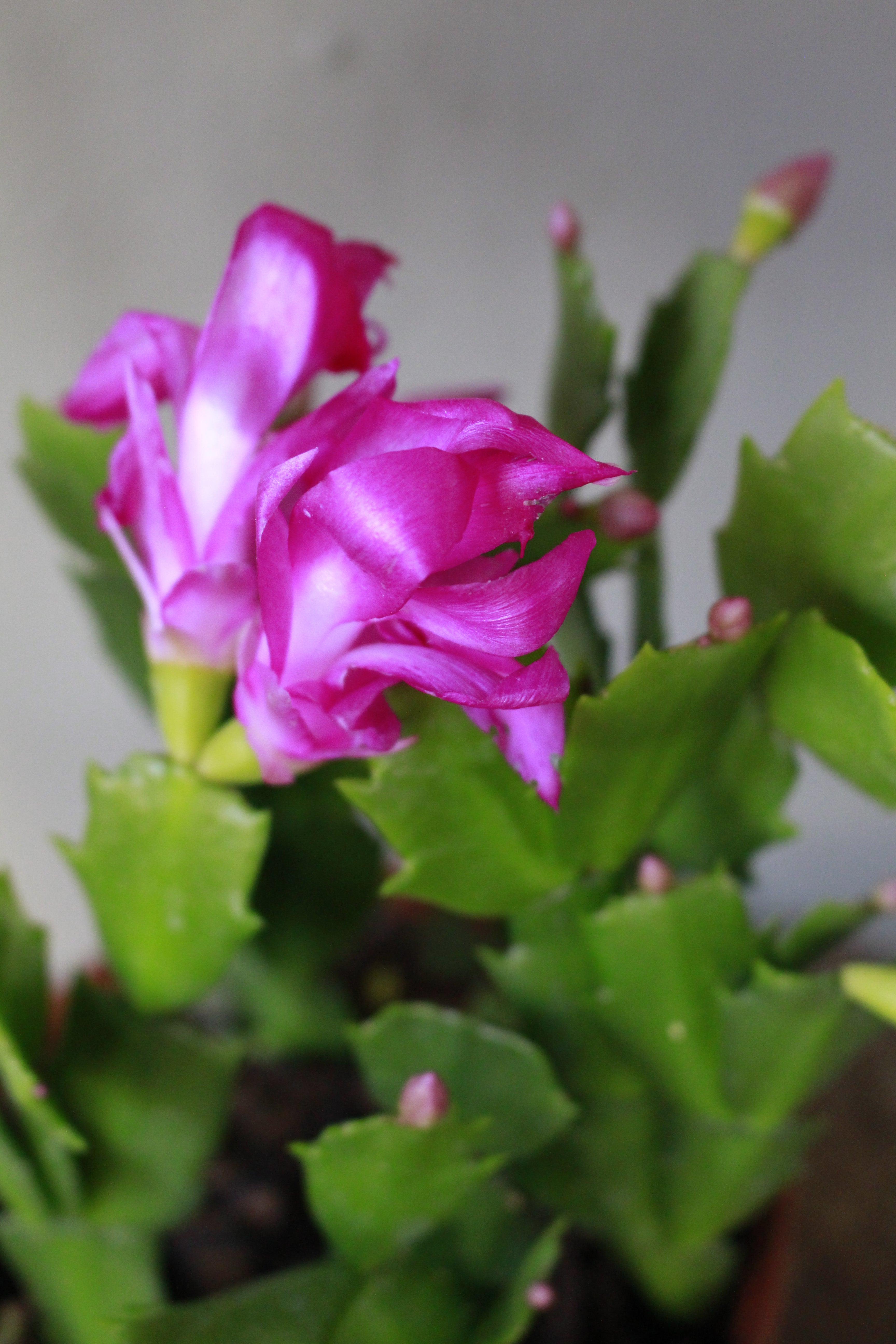 Zygocactus
