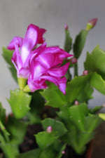 Load image into Gallery viewer, Zygocactus
