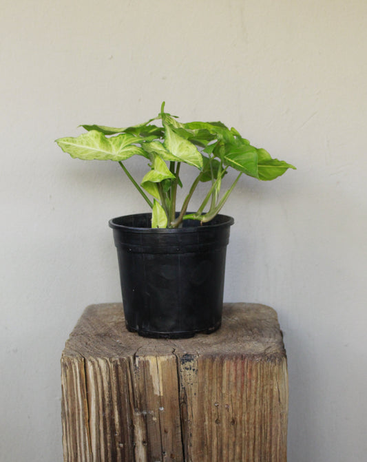 Syngonium White Butterfly