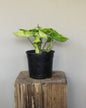 Syngonium White Butterfly