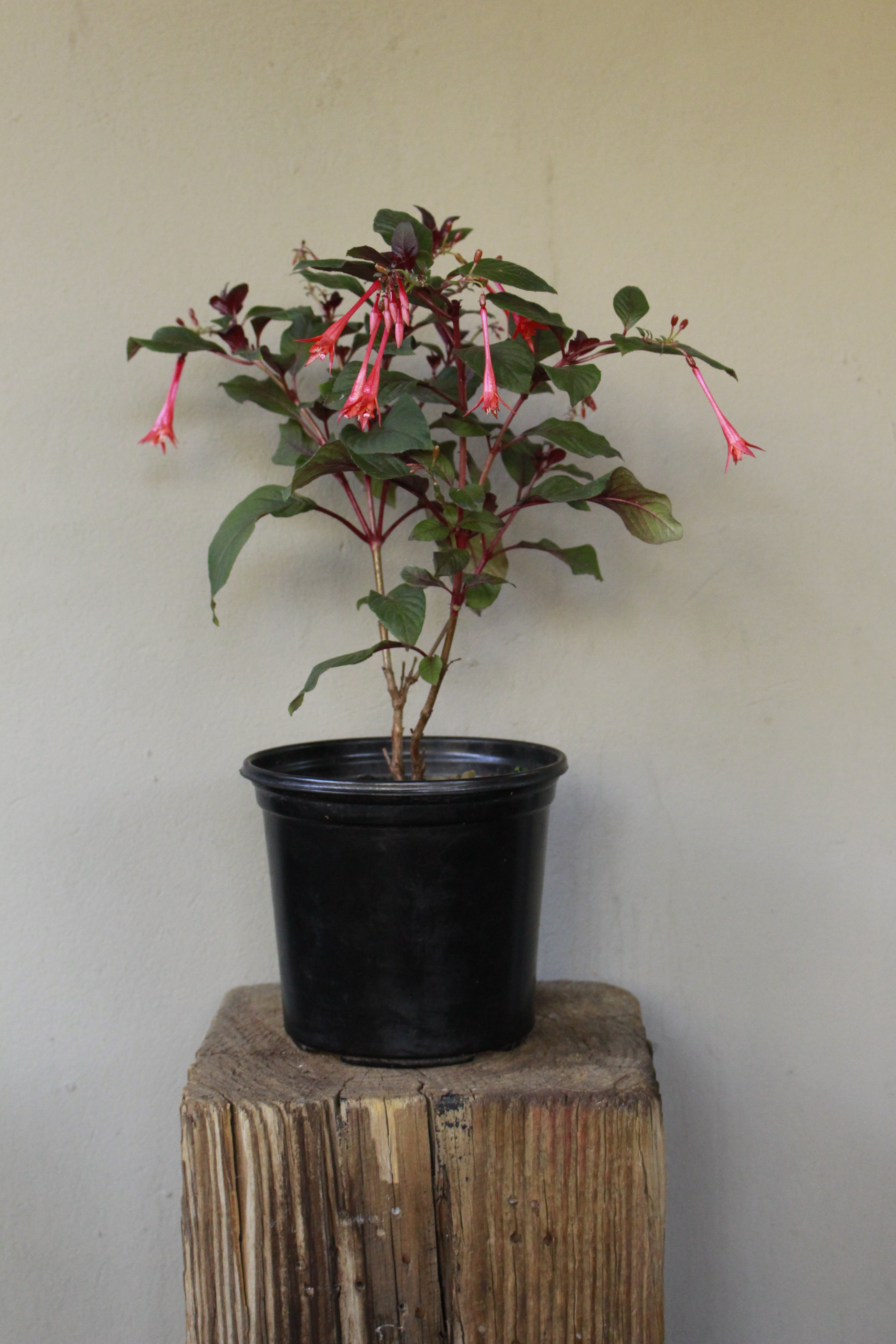 Fuchsia Firecracker
