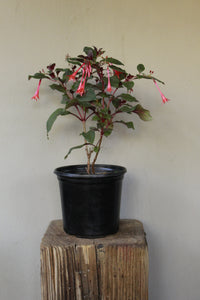 Fuchsia Firecracker