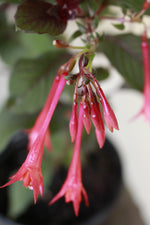 Load image into Gallery viewer, Fuchsia Firecracker
