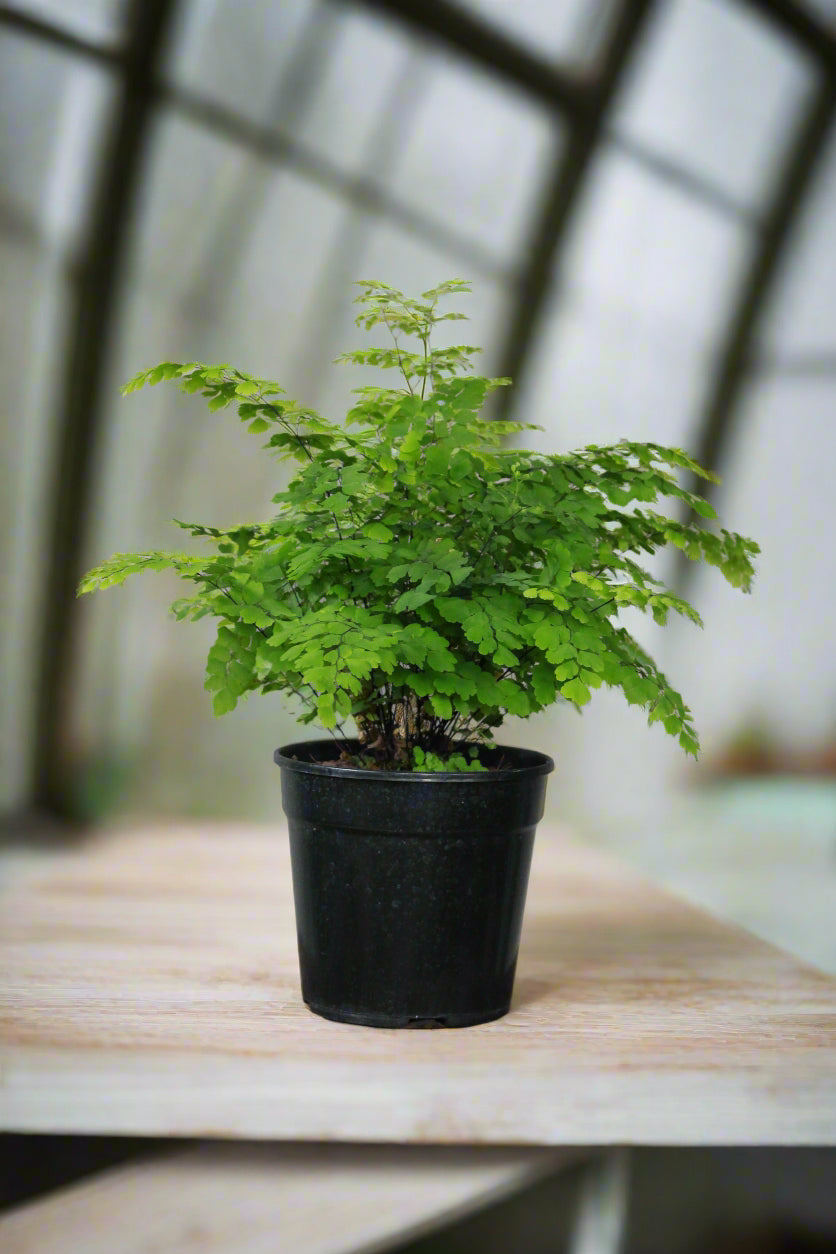 Maidenhair fern
