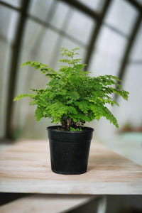 Maidenhair fern