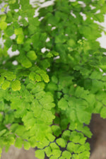 Load image into Gallery viewer, Maidenhair Fern

