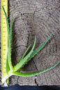 Aloe Arborescens Cutting