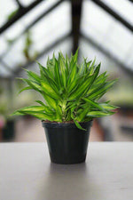 Load image into Gallery viewer, Dracaena Song of Jamaica
