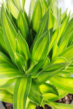Load image into Gallery viewer, Dracaena Song of Jamaica
