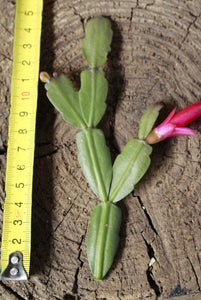 Zygocactus Cutting