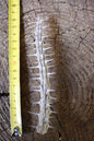 Alluaudia Procera Drake Cutting