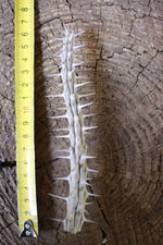 Load image into Gallery viewer, Alluaudia Procera Drake Cutting
