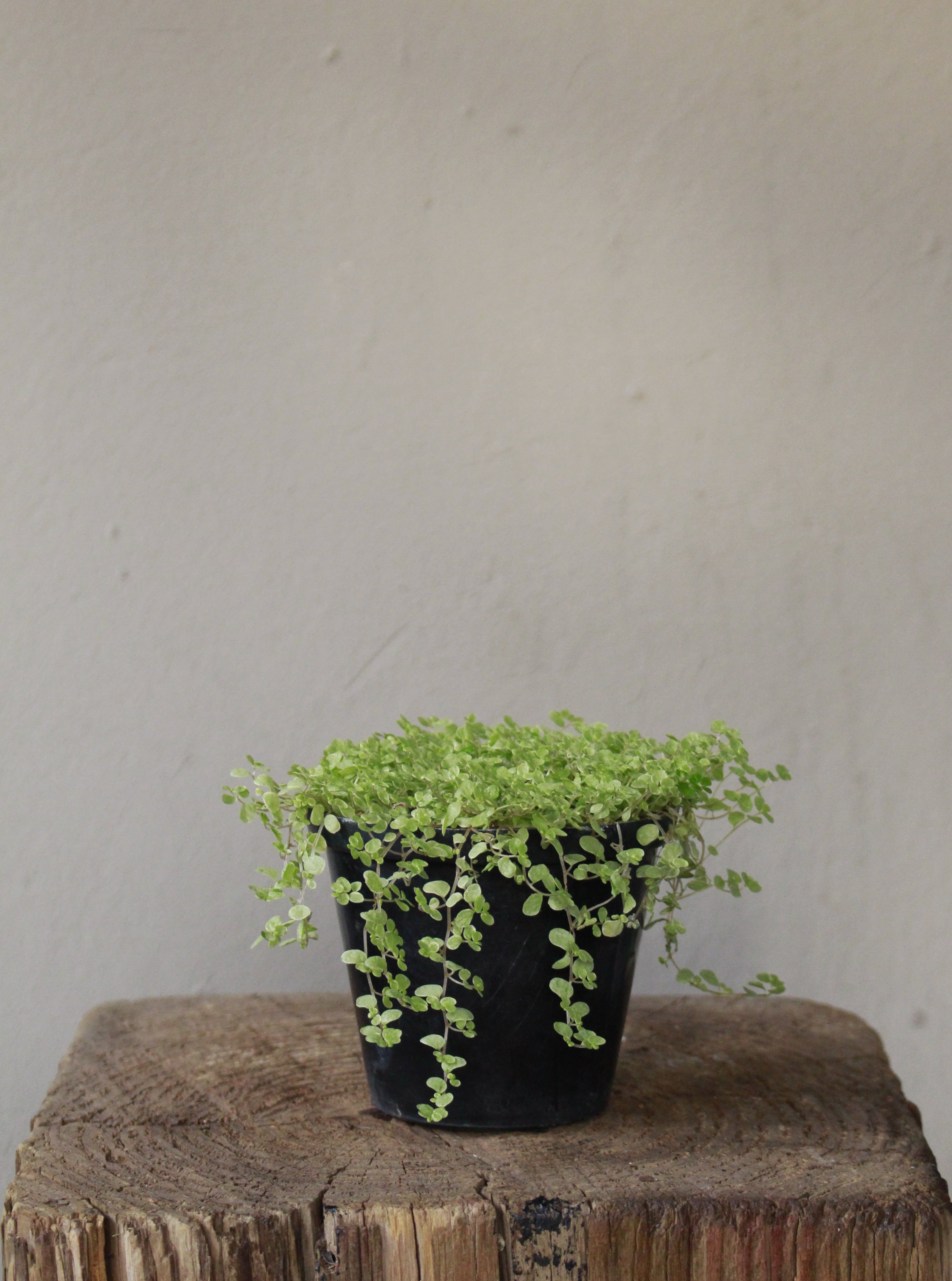 Peace in the home White