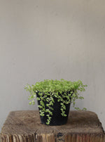 Load image into Gallery viewer, Peace in the home White

